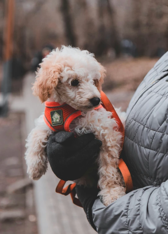 there is a person holding a brown dog in their jacket