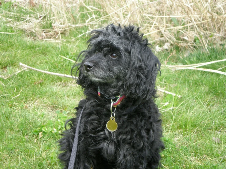 a black dog sitting on top of a lush green field