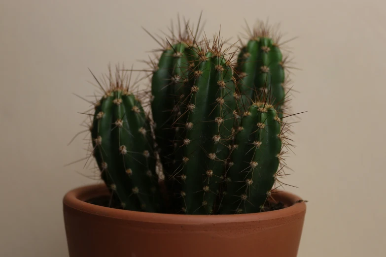 a closeup image of a cactus in a pot