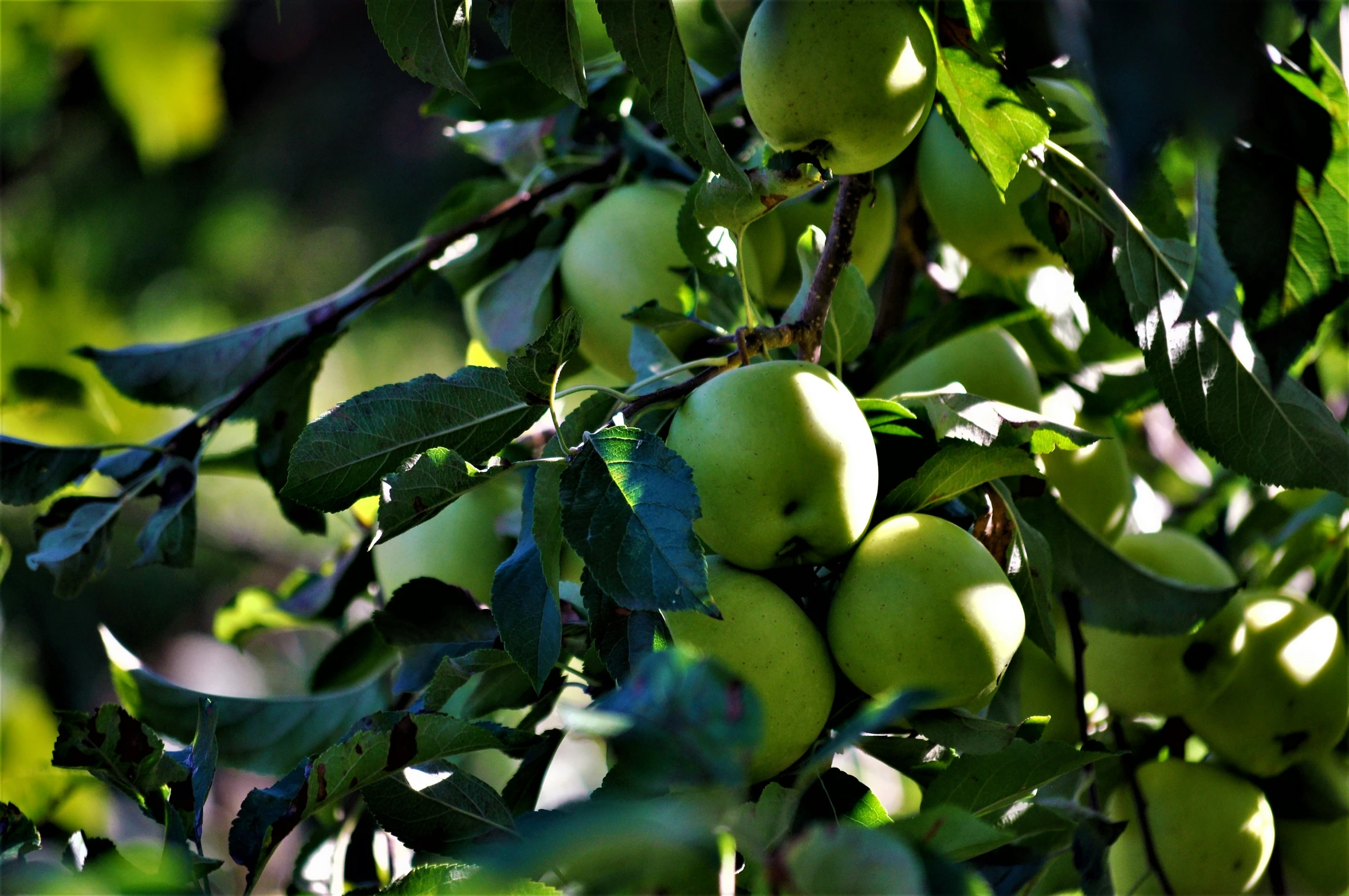 some green fruits are on the nches of an apple tree