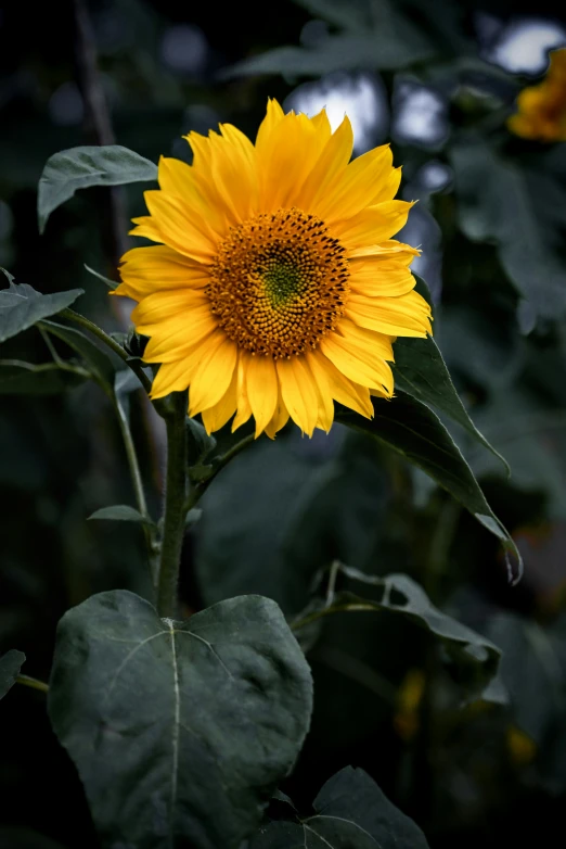 a large sunflower that is growing on some leaves