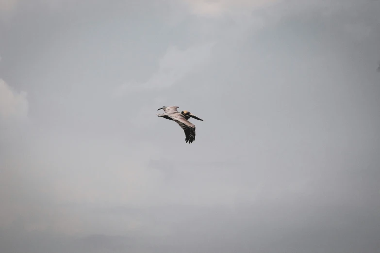 a bird in flight on a cloudy day