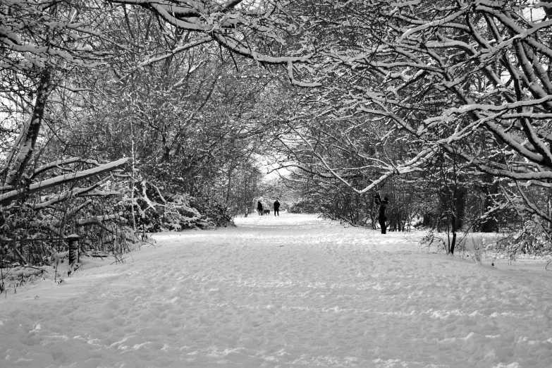 black and white po of trees lined with snow