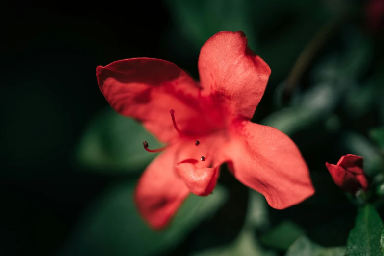 this flower is red in color and very bright
