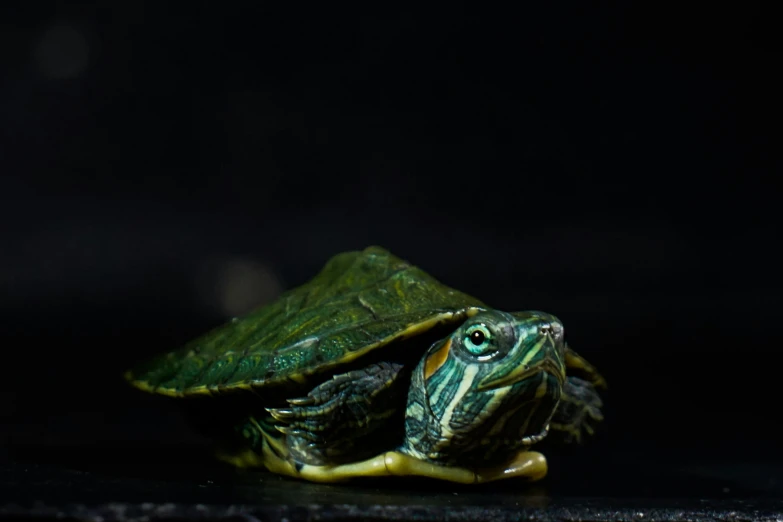 a small turtle is sitting on its own