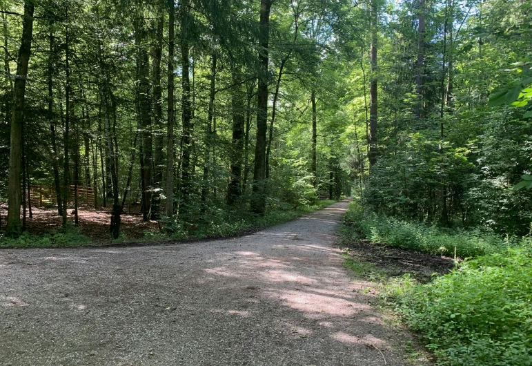 a very pretty road with lots of trees