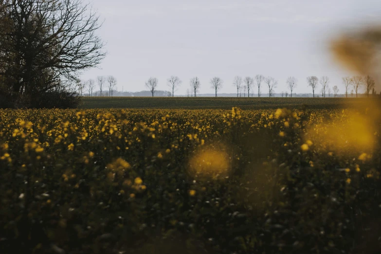 this is an image of yellow plants in the field