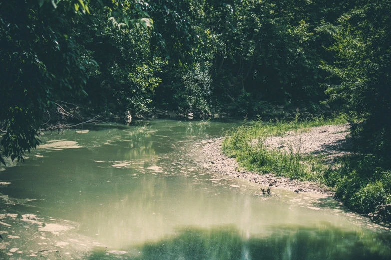 some trees water and a small body of water