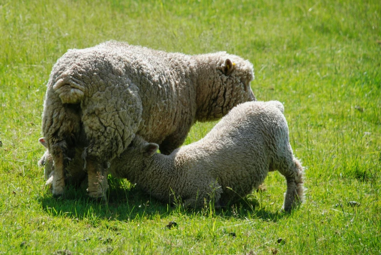 an adult sheep nuzzles the head of a baby lamb in a green pasture