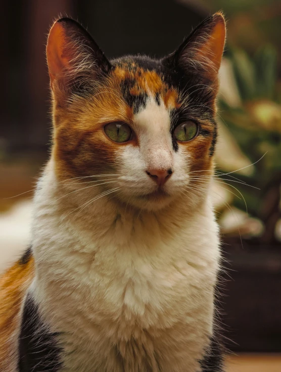 a cat with big eyes looking straight ahead