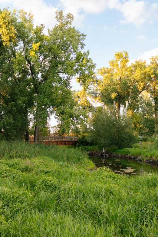 a river flowing through a lush green forest