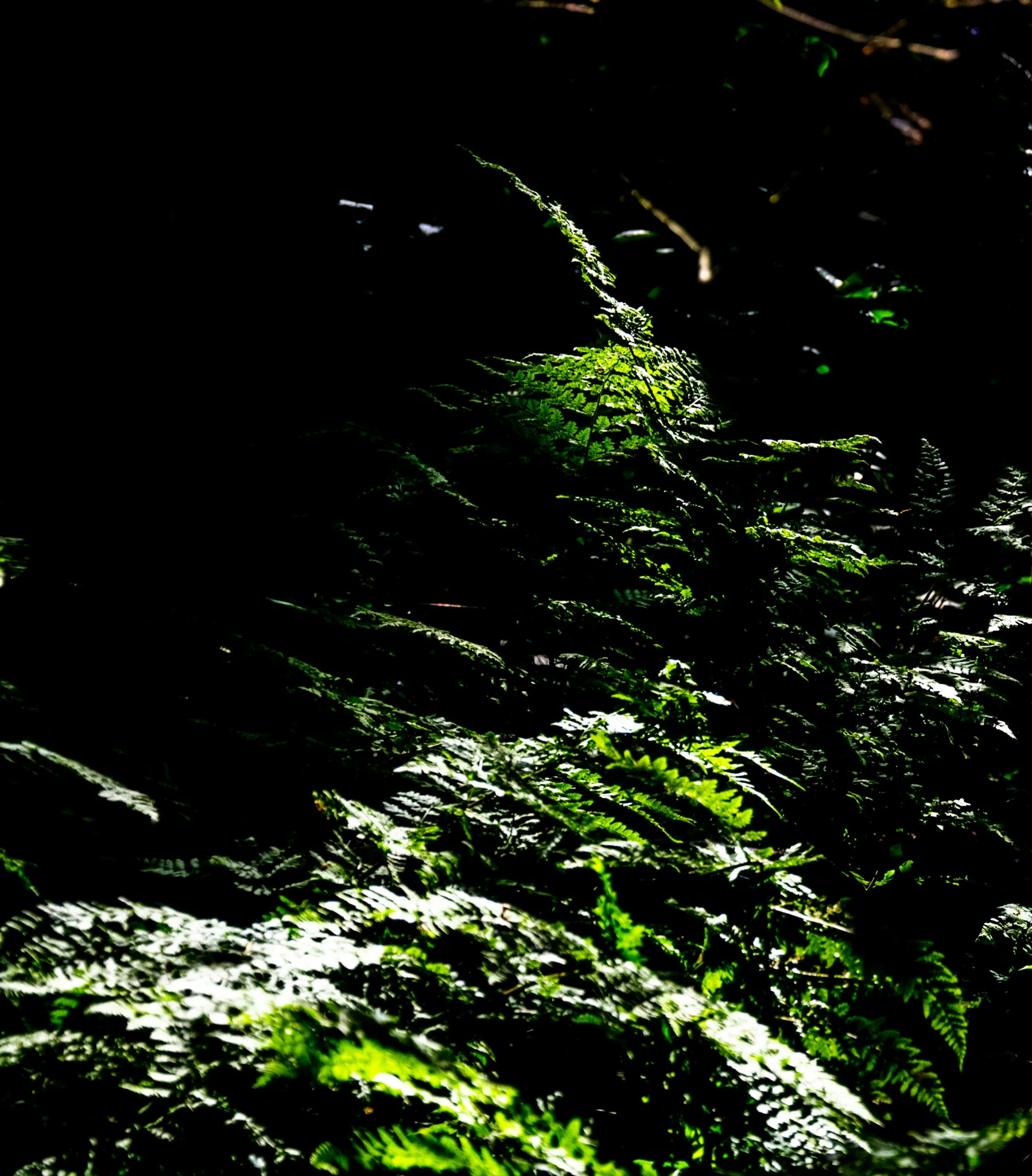 blurry s of vegetation on black background