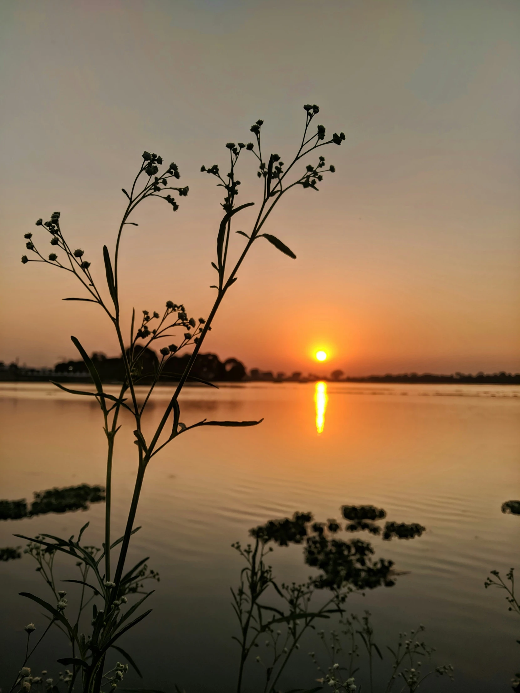 a bush with leaves in the foreground as the sun sets