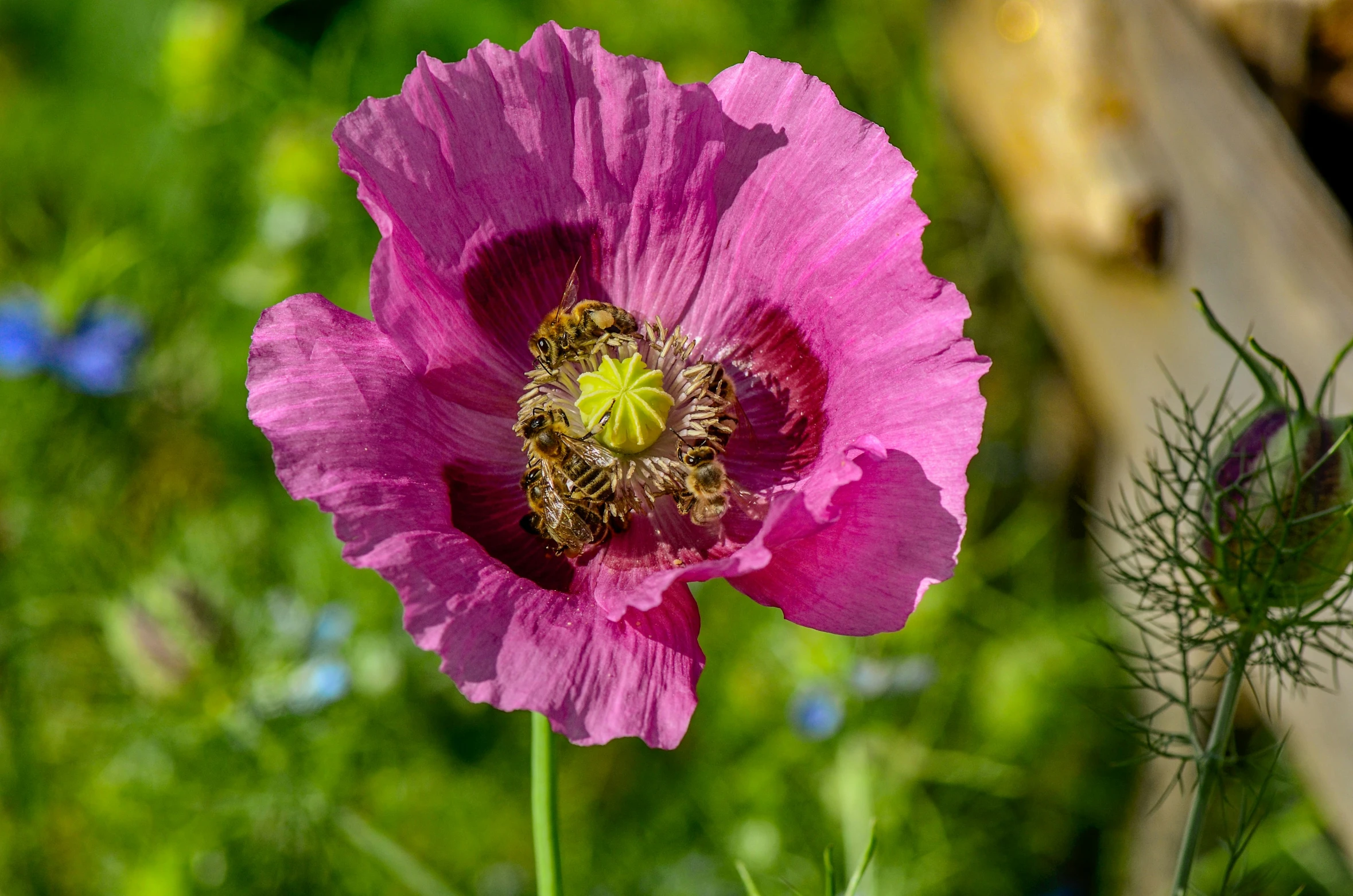 a bee sitting on top of a flower that is in bloom