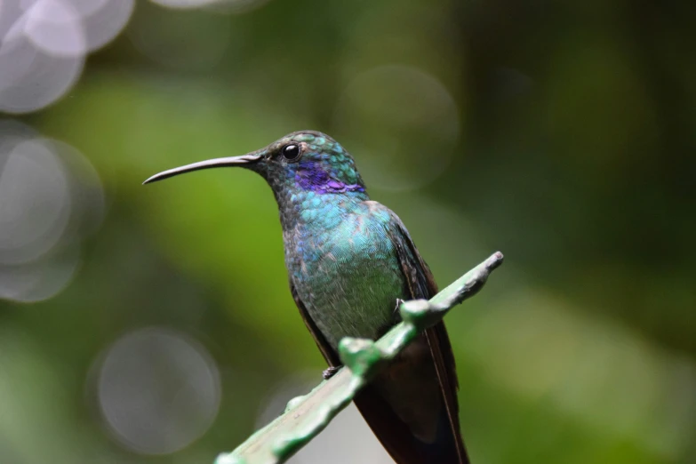 a purple hummingbird sits on top of a leaf