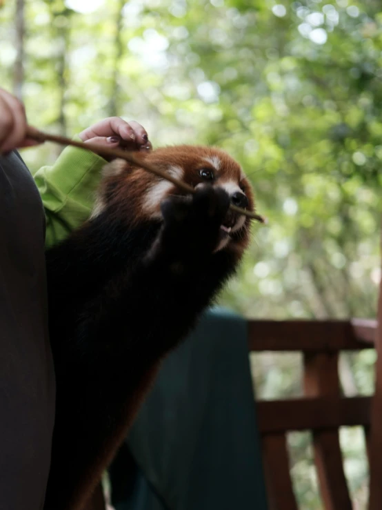 a small squirrel that is being held by someone