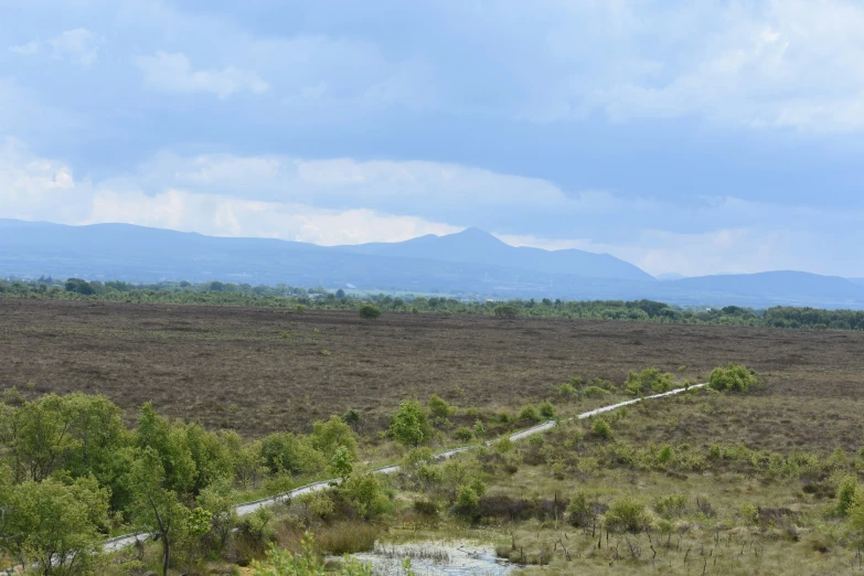 a giraffe is grazing in an open area