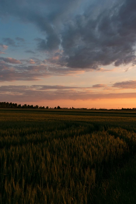 the sun sets over the prairie with tall grass