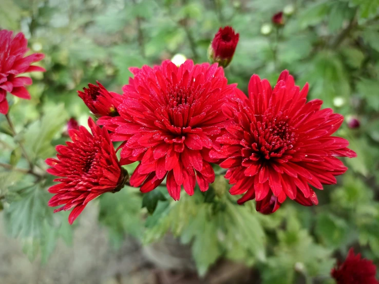 a close up s of some bright red flowers