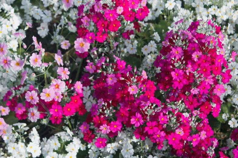 many different kinds of flowers with white and red centers