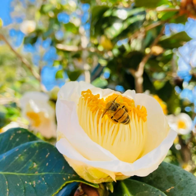 a bee is sitting inside a peony on a flower