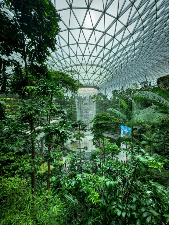 an outdoor rainforest with lots of trees, ferns and plants