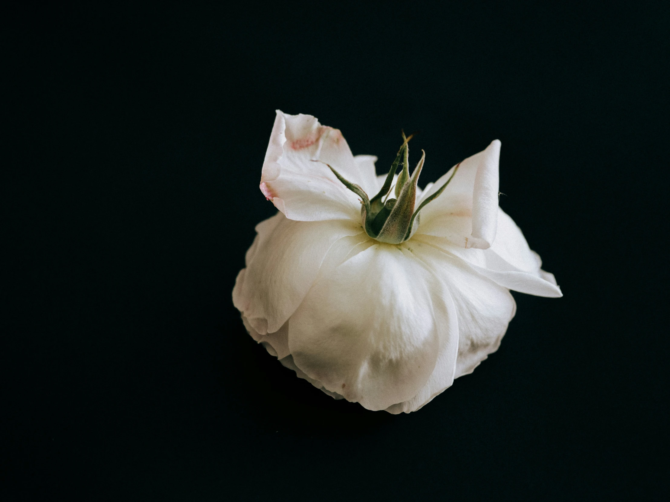 a single white flower in the center of a black surface