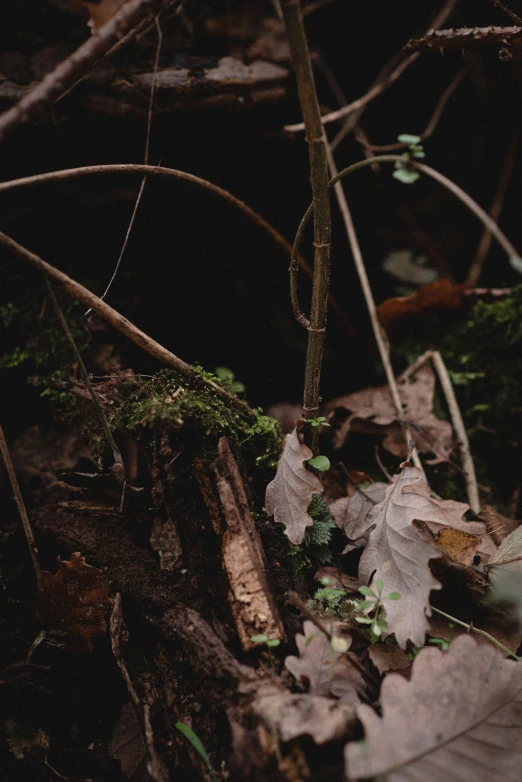 a red flower sitting on top of a wooden stump