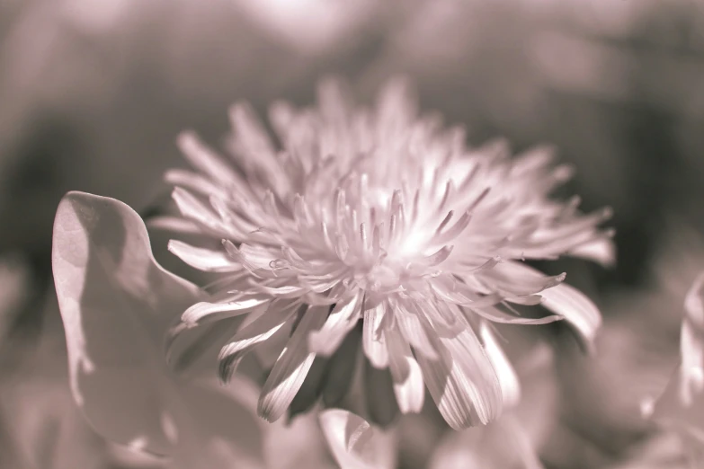 a very pretty looking flower in sepia and white