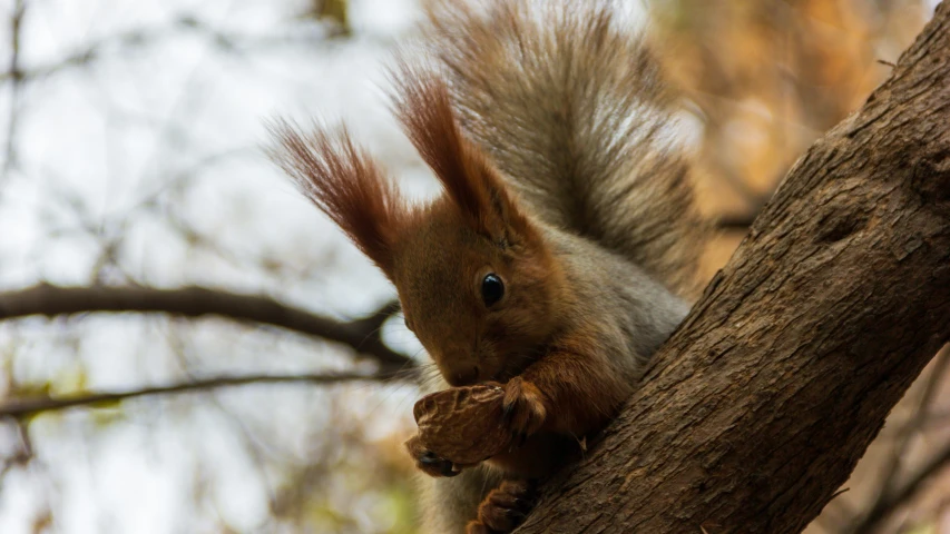 a squirrel sitting in the middle of a tree