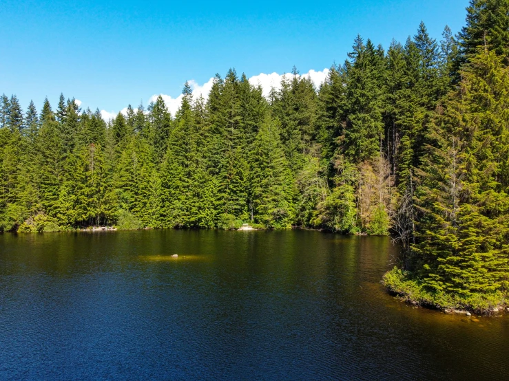 a group of trees stand behind the water