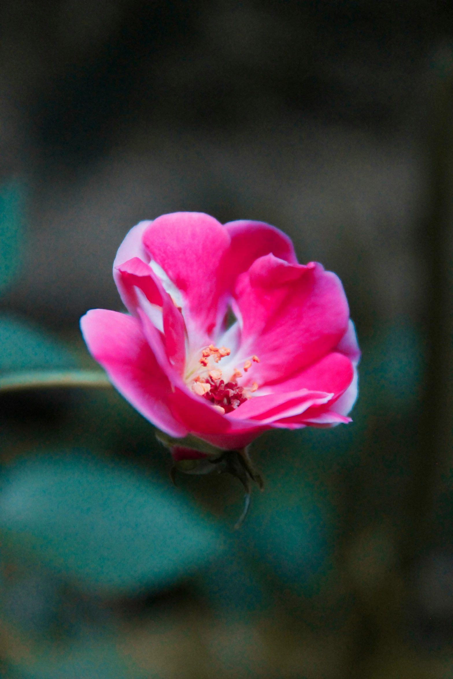 a pink flower with a white center sits in the green leaves