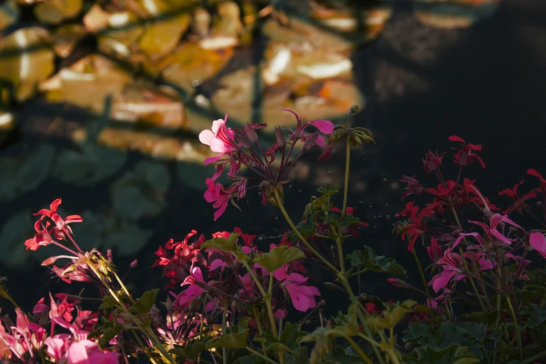 a group of pink flowers are in front of some trees