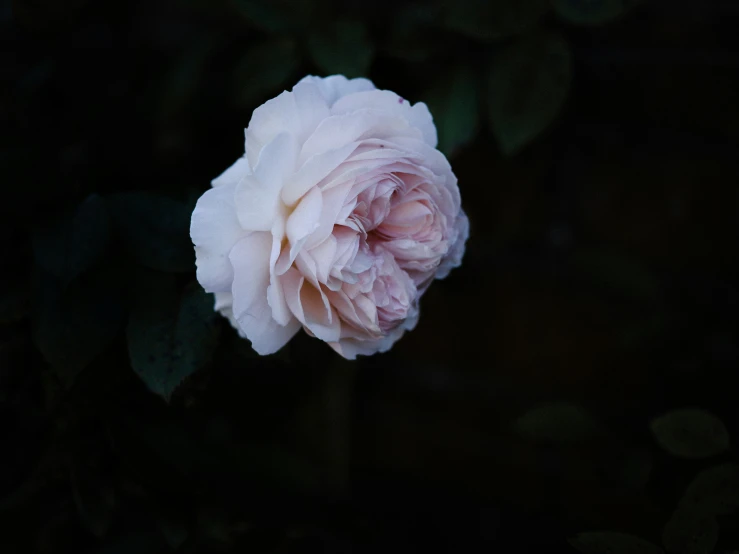 a single white rose in the dark is pictured