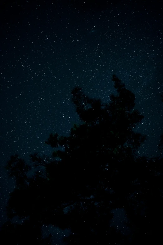 the night sky with stars lit up on trees