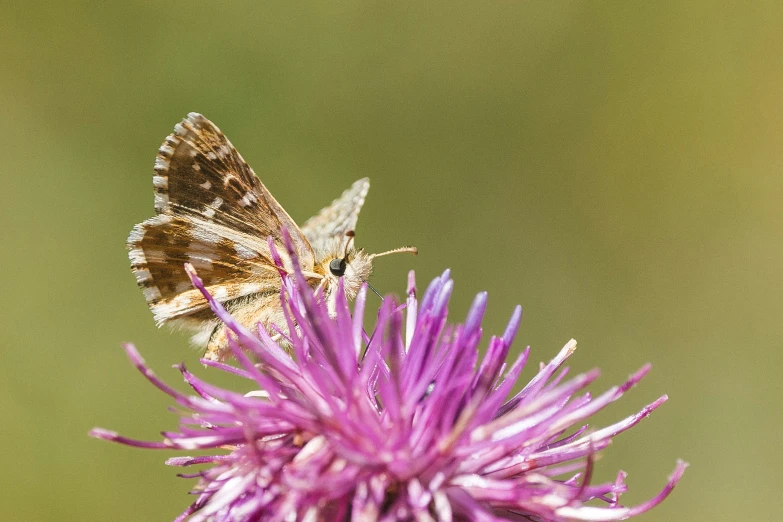 a moth perched on the tip of a purple flower