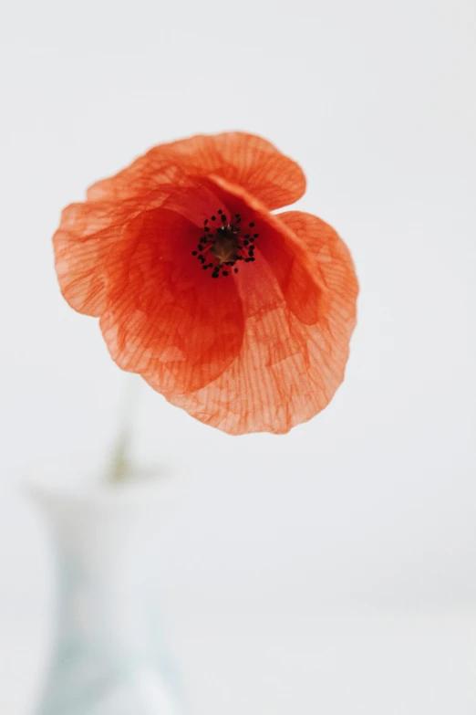there is a red poppy that is in a white vase