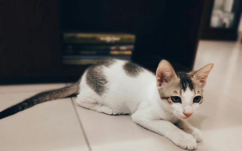 a cat sitting on top of a counter next to books