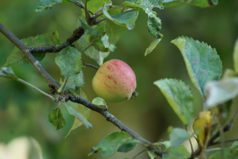 a small pink apple that is on a tree
