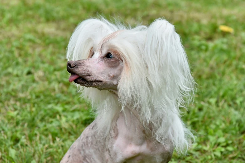 the hairless dog is wearing a long white haircut