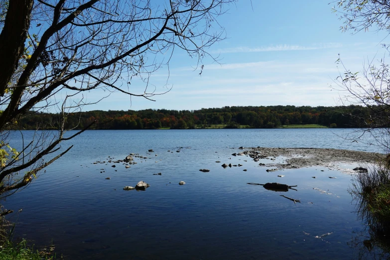 several ducks in a body of water near trees