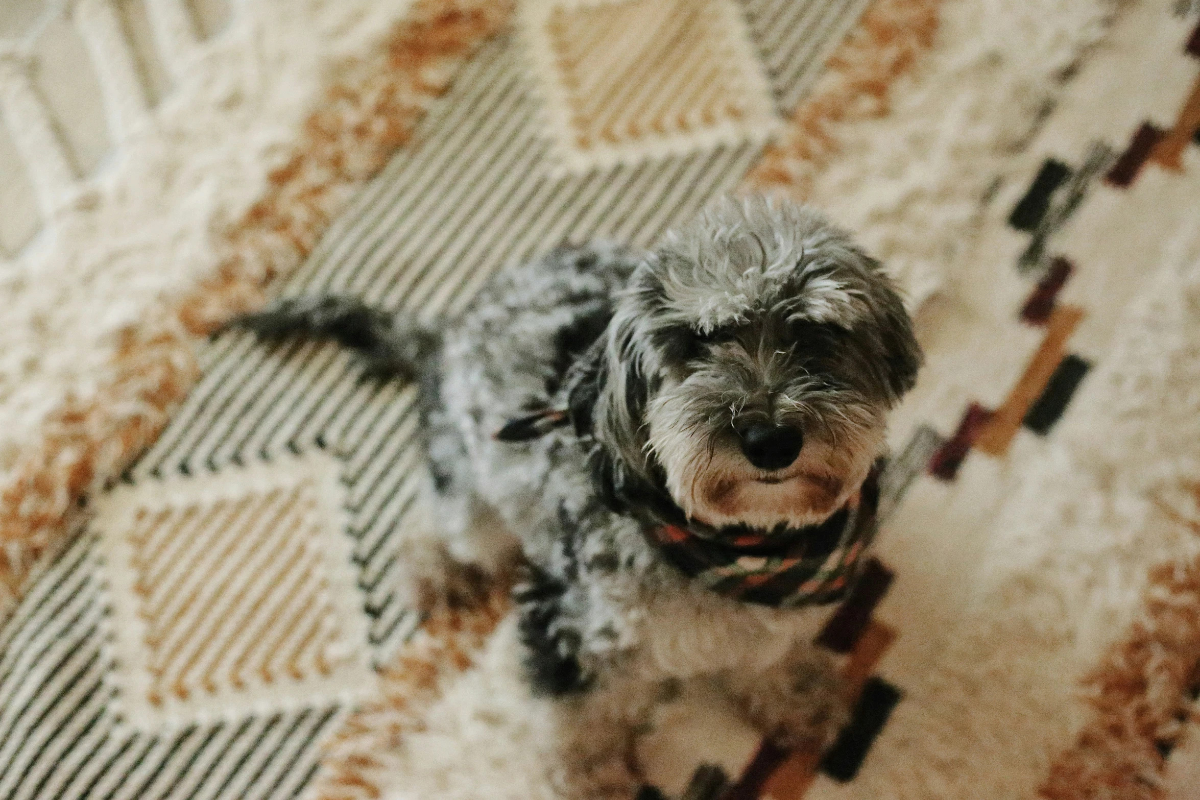 a small black and gray dog sits on the carpet