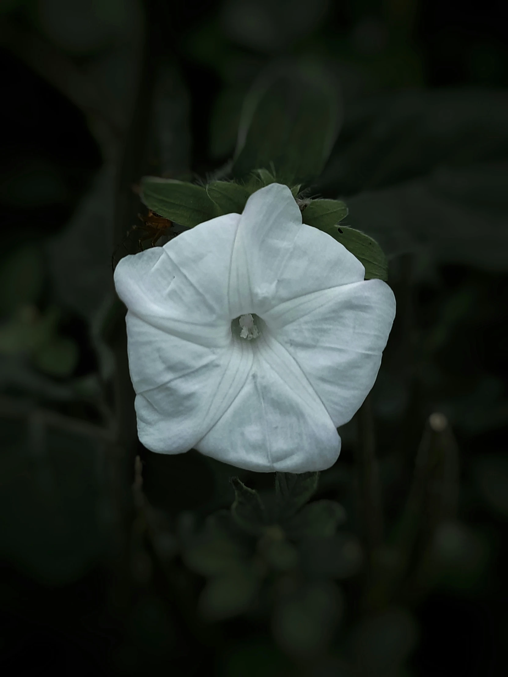 a large white flower growing on top of a bush