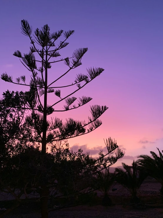 silhouette of pine tree at sunset or sunrise with purple sky