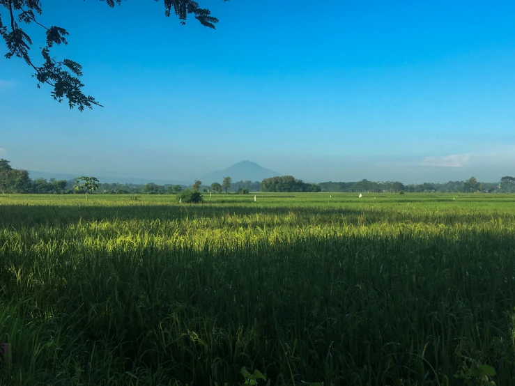 a large field of green grass with mountains in the distance