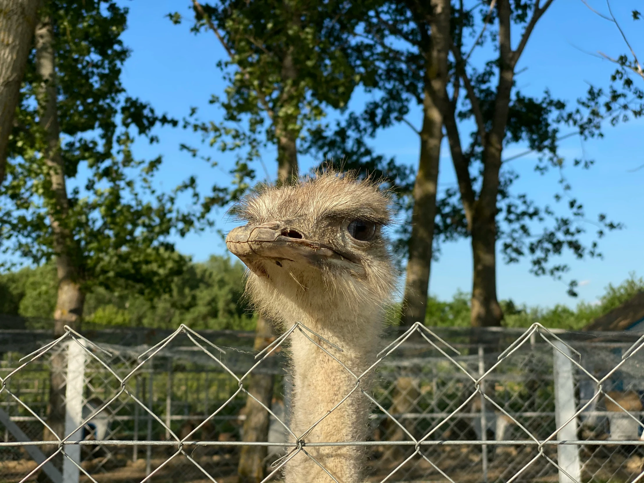 a ostrich looks up from its enclosure