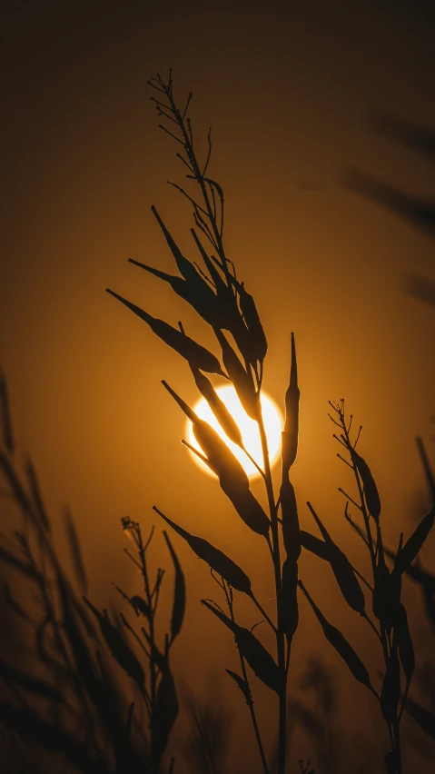 sun setting over the leafy nches of a plant