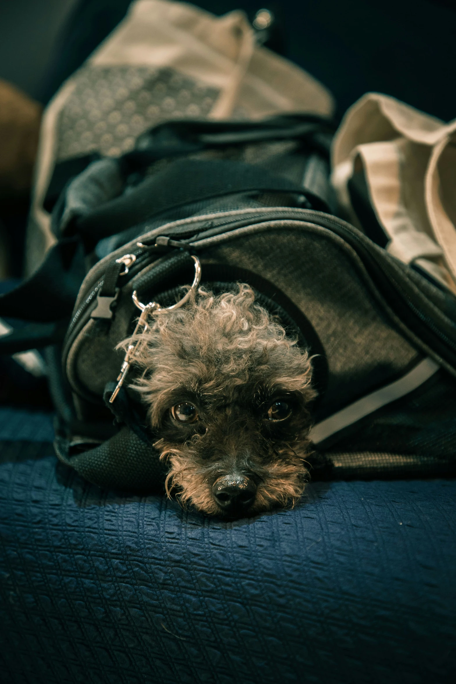 a dog laying on a pile of luggage