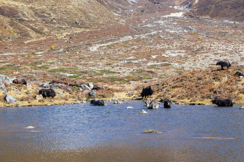 a herd of animals wading through a body of water