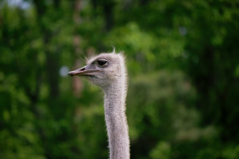 an ostrich with a lot of fur on it